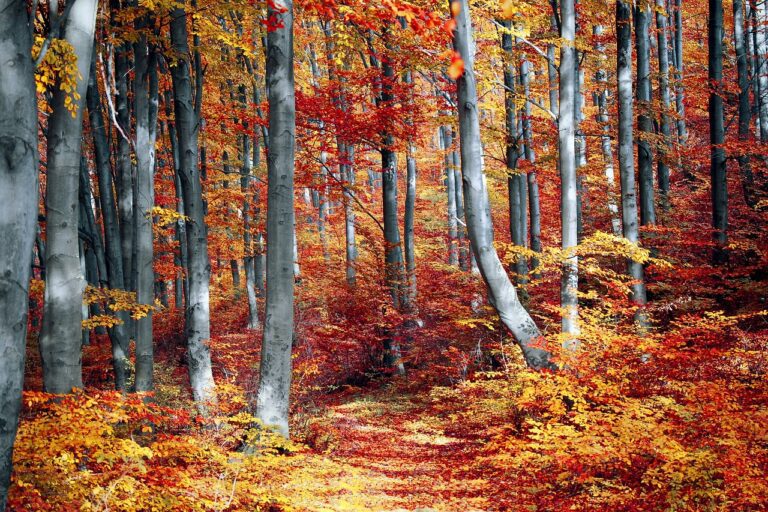 Best Locations for Viewing Fall Colors in the U.S.