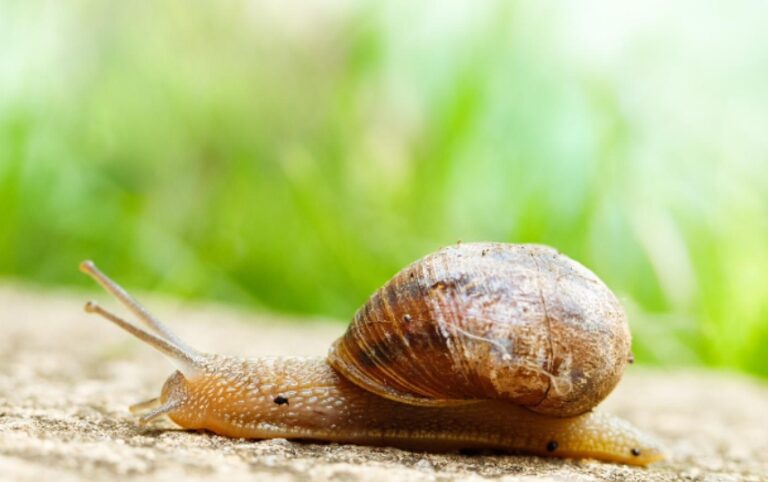 Hitchhikers in Your Aquarium: A Guide to Dealing with Snail Eggs!